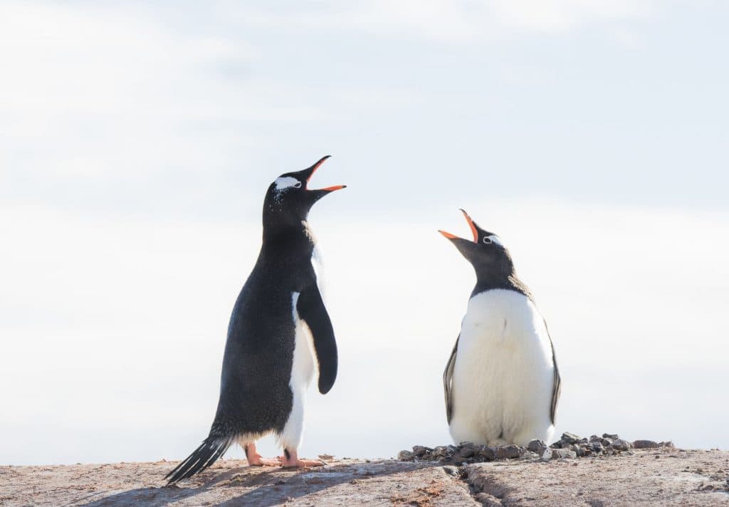 Unveiling The Enchanting Destination: The Best Time To Visit Antarctica