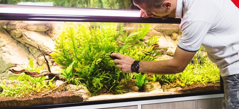 Can You Clean Aquarium Rocks with Vinegar?
