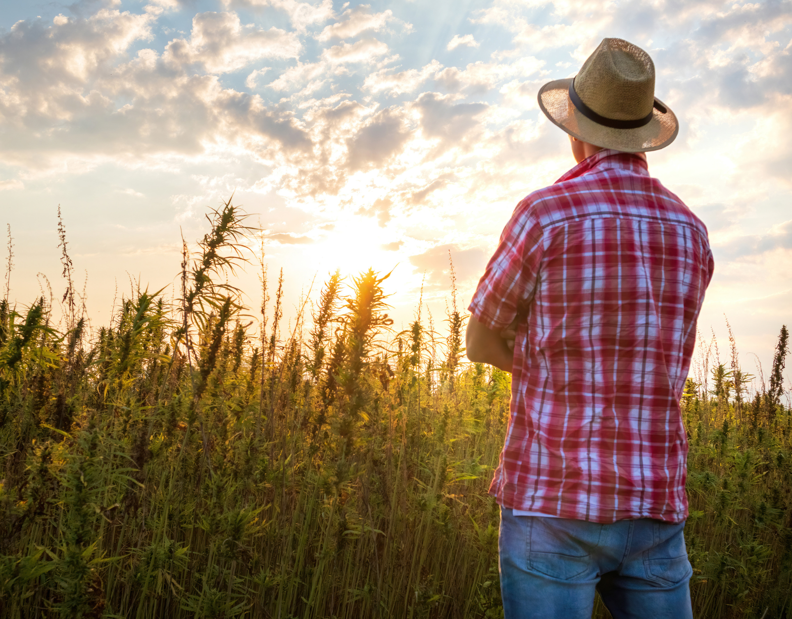 How You May Begin Your Hemp Company?