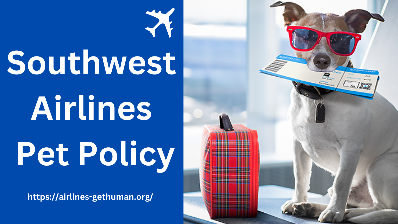 Southwest Pet Policy