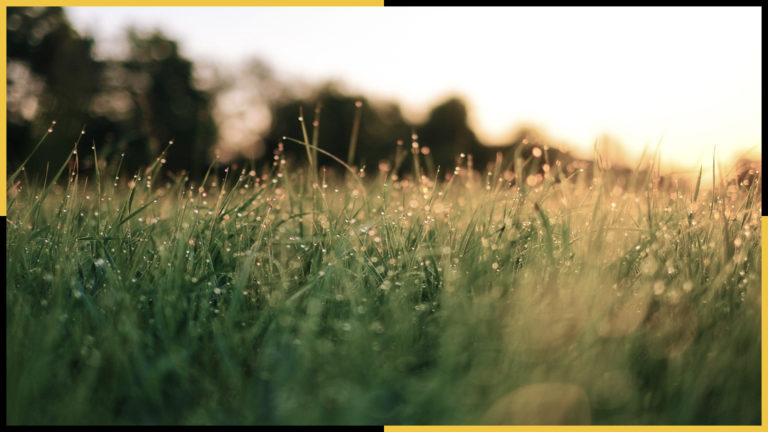 Tips You Need to Ensure Proper Landscape Maintenance