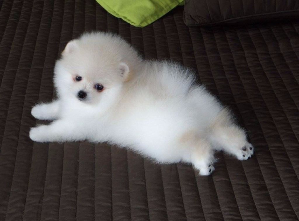 EVERYTHING YOU NEED TO KNOW ABOUT THE WHITE POMERANIAN.