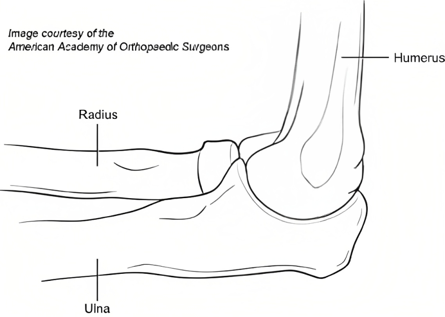 The Elbow Joint A Hinge Joint Essential for Movement