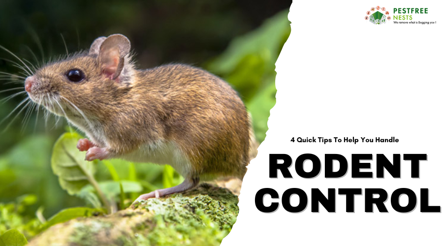 4 Quick Tips To Help You Handle Pests This Summer