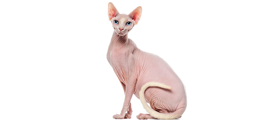 Sphynx Cats