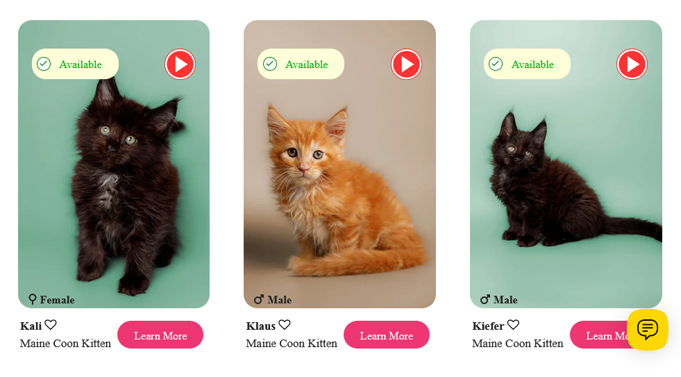 Maine Coon Cat 