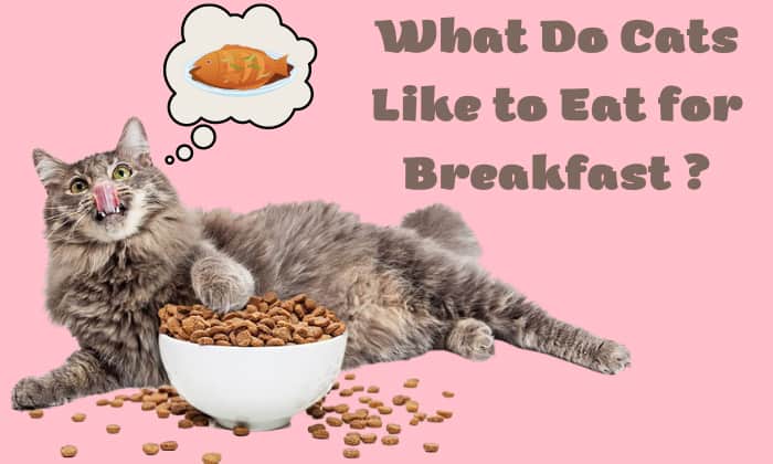 what do cats like to eat for Breakfast
