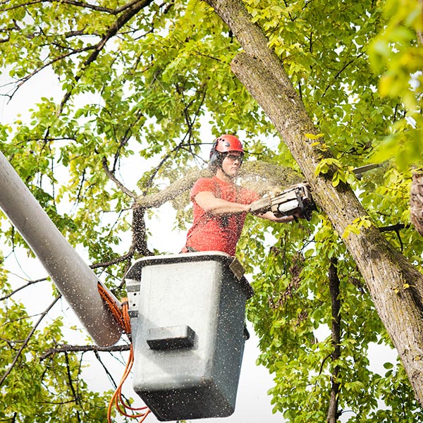 Comprehensive Tree Services For Maintaining The Appearance Of Your Property!