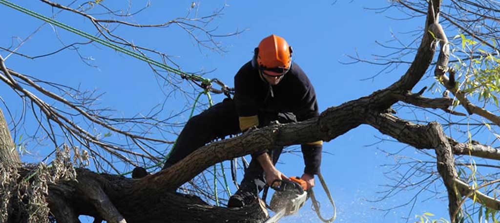 When should You Get in Touch with Professional Arborists?