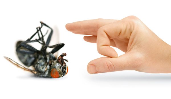 Don’t Let the Pests Make Their Way in to Your Home!