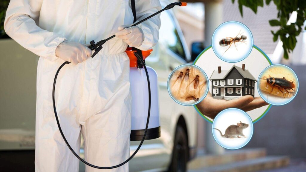 Pest Control - Why Do You Need it?