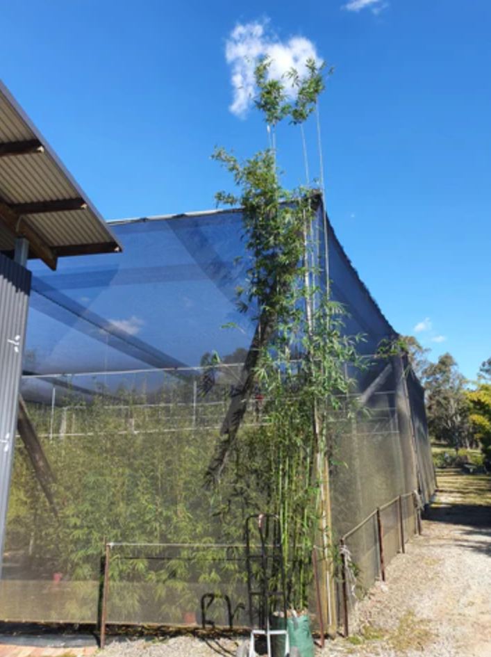 The Difference Between Bambusa textilis and Gracilis (Slender Weaver's Bamboo)