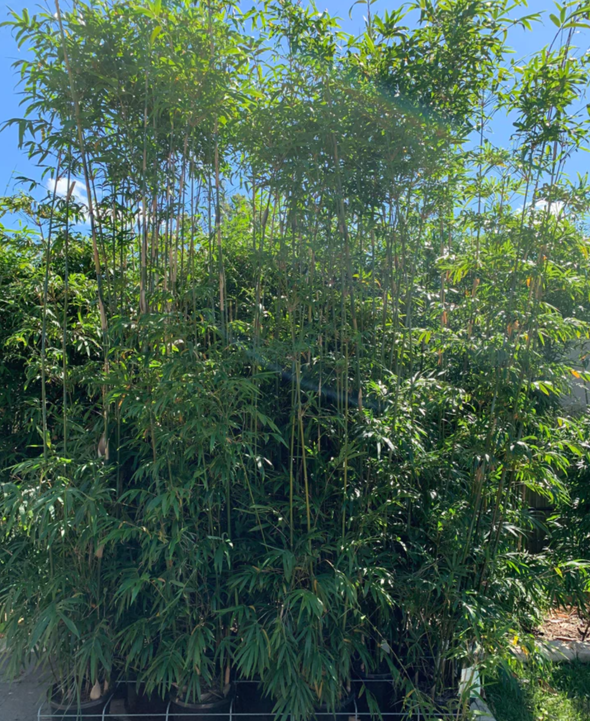 How And When To Fertilize And Water Bamboo Plants