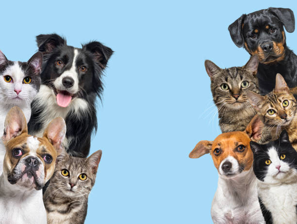 What You Need to Know About Pet Allergies and How to Spot the Signs