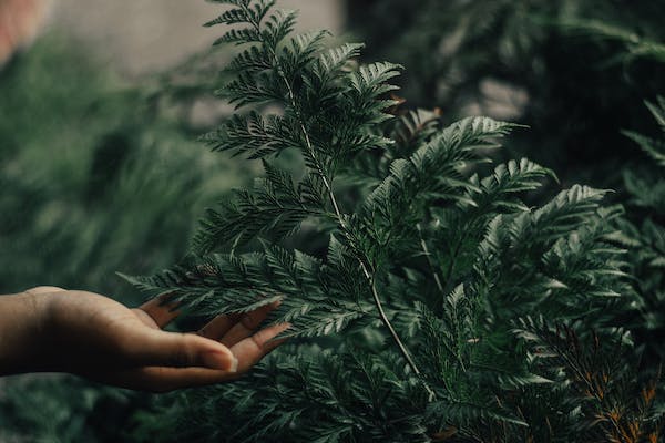 Decorate your home with beautiful plants from the best online nurseries!