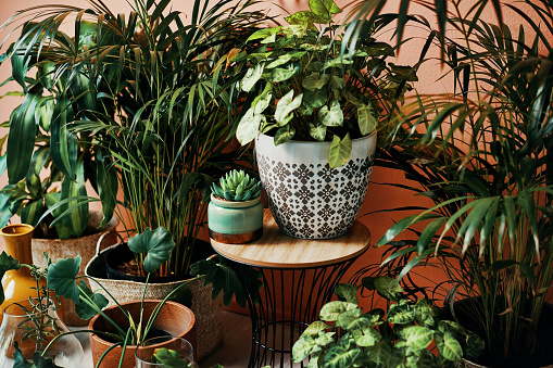 10 Low Maintenance Potted Plants in Singapore for Busy Professionals