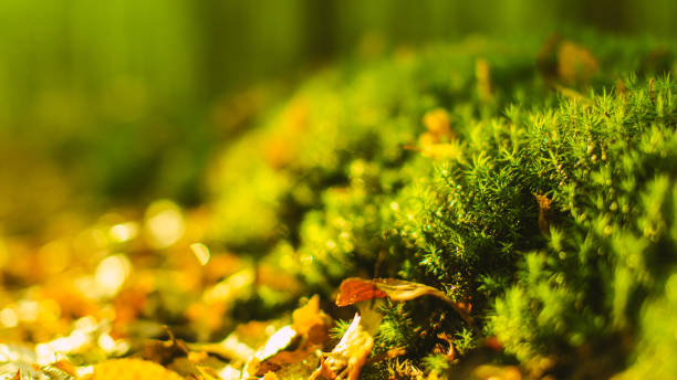 Sustainably Stylish: Decorating Your Singaporean Home with Eco-Friendly Moss Frames