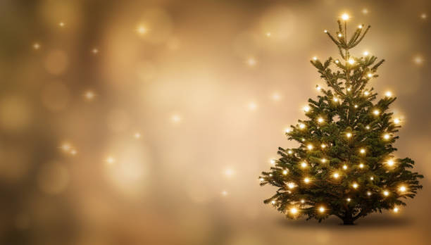 Best Christmas Tree Shopping Experiences in Singapore: A Local's Guide