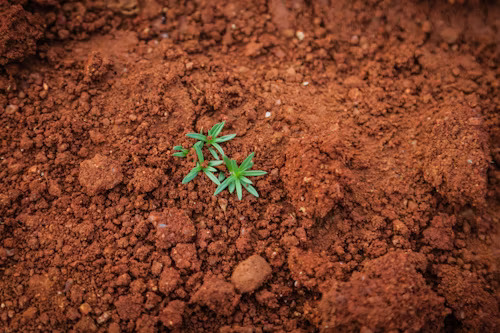 The Best Soil and Fertilizers for Singapore's Climate: An Expert's Guide