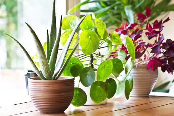 Exploring the Beauty of Singapore's Common House Plants