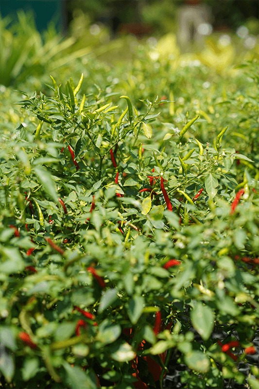 Don't Make These Mistakes When You Buy Plants Online