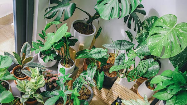 Everything You Need to Know About Monstera Plants