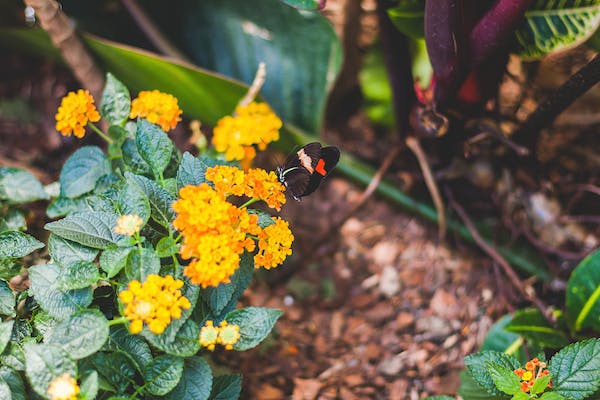 Buying Plants Online: The Dos and Don'ts