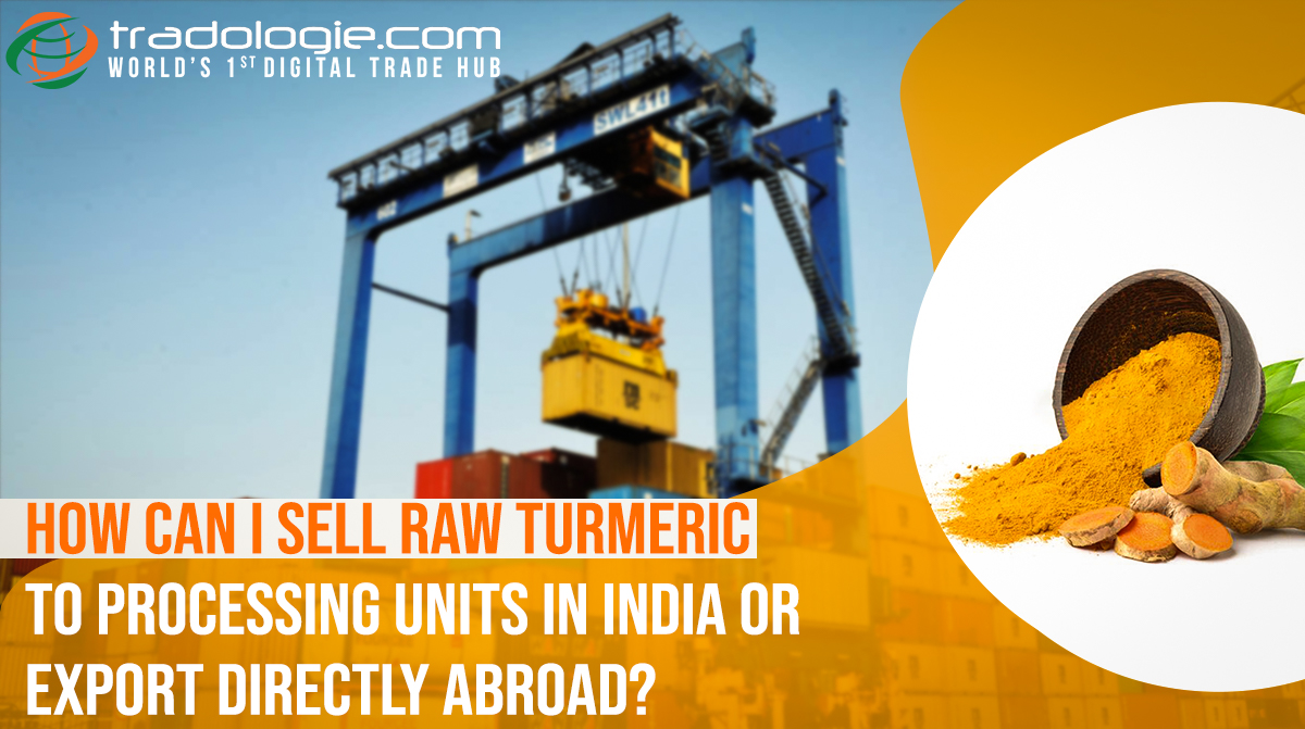 How Can I Sell Raw Turmeric To Processing Units In India Or Export Directly Abroad? 