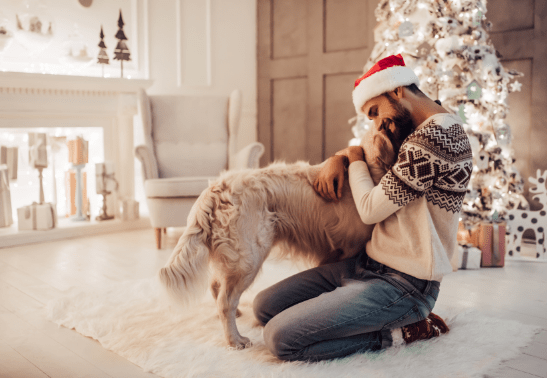 Top 6 Pet Friendly Home Decors Every Dog Lover Can Do This Christmas