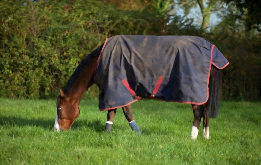 Choose The Best Horse Rugs for Your Horse