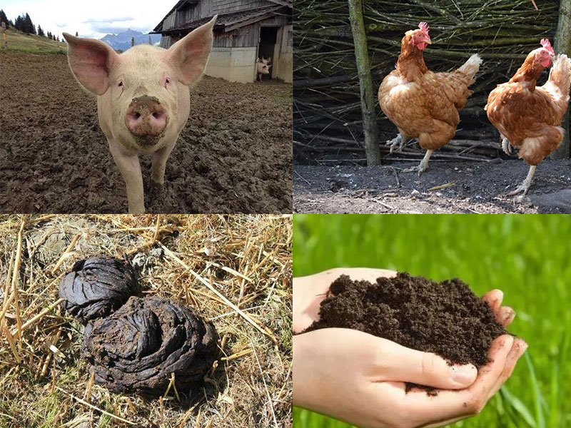 Why is farmyard manure fermented?