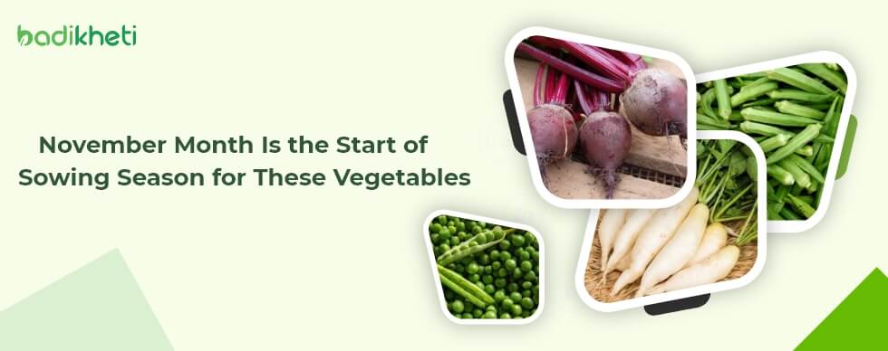Best Vegetables to Plant in November