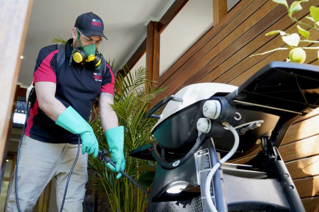 Are All Termites Subterranean?