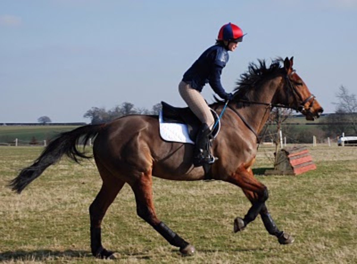 The Benefits of Horse Riding Classes | Zippy