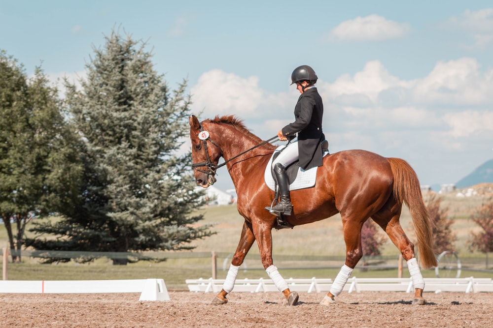 The Best Horse Riding Academy in Bangalore | Zippy