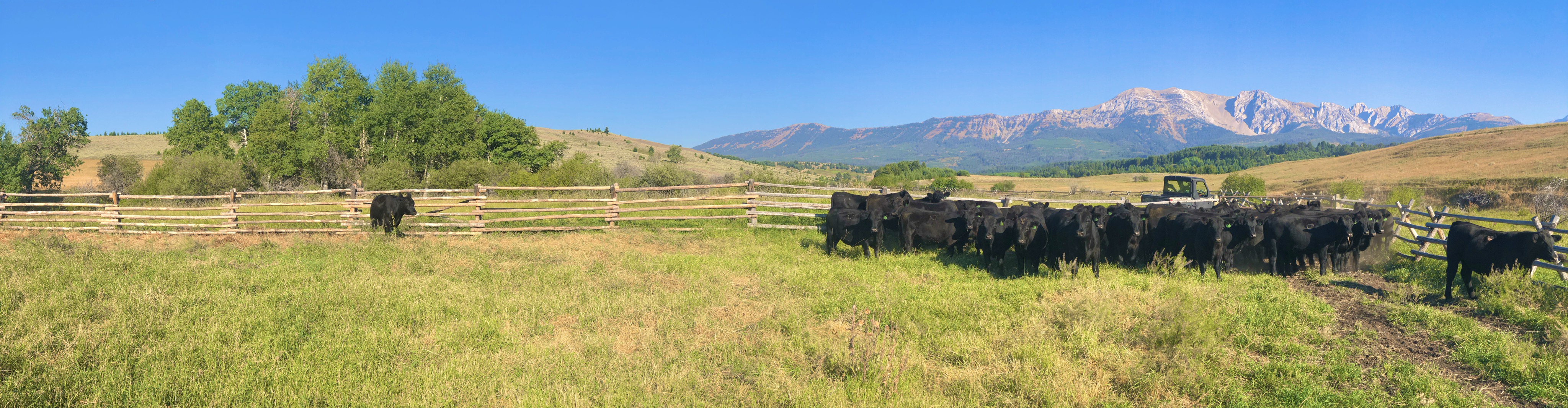 How to sell cattle at an auction, and how does it work? 