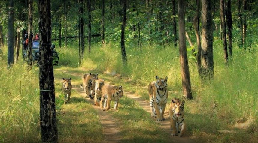 Perfect Instagram Picture Worthy Place: Pench National Park