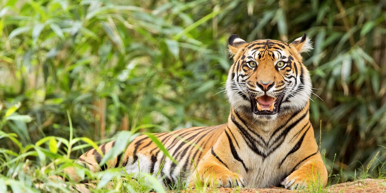 Top 3 Steps to be Followed While Touring in Pench National Park