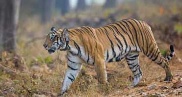 Here’s Why Kanha National Park Wants You To Go Crazy