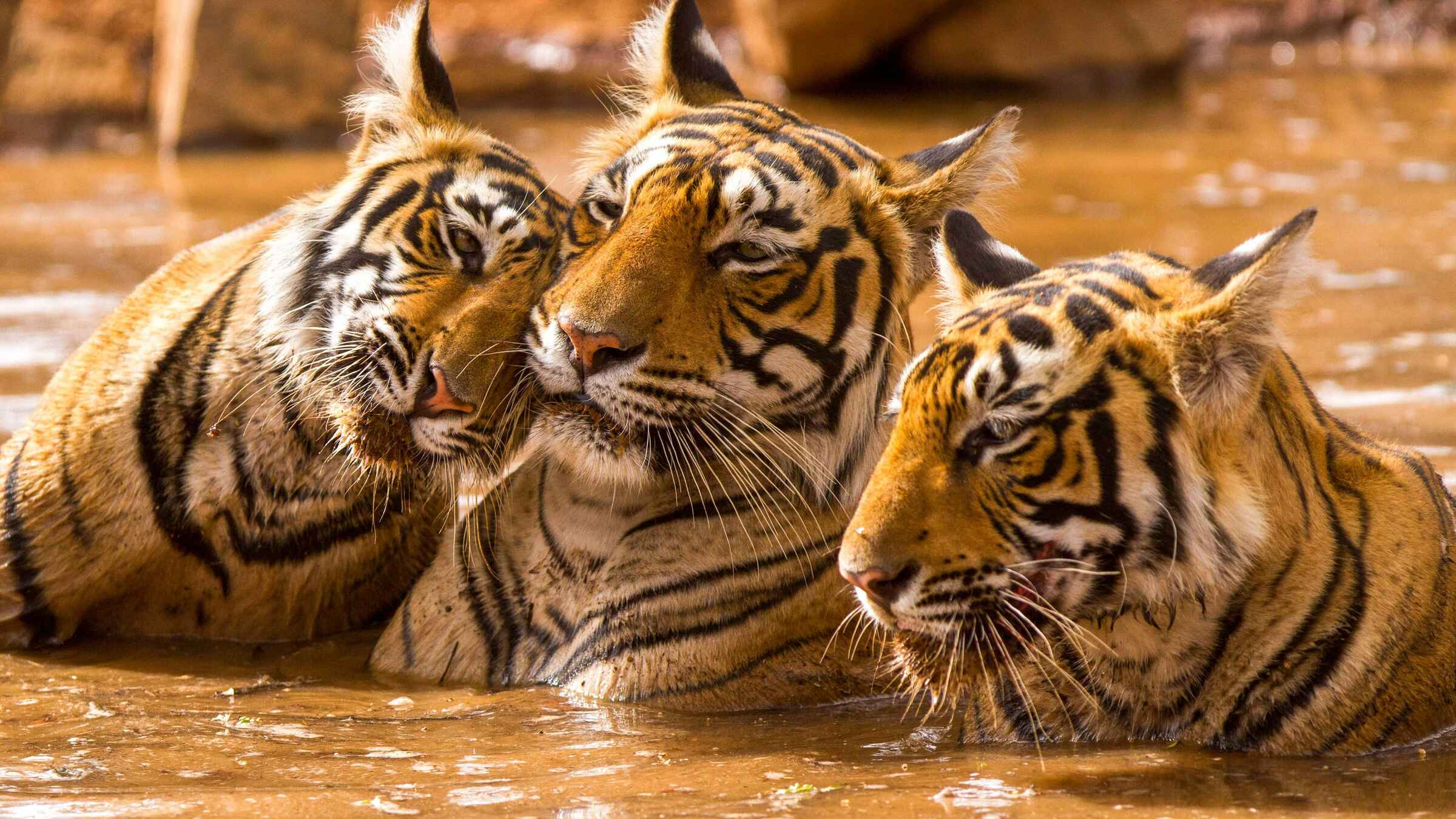 Best opportunity to have tiger safari in Ranthambore