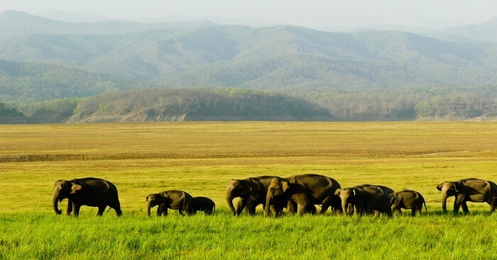 Manas National Park: Escapade into the wildlife Breakthrough