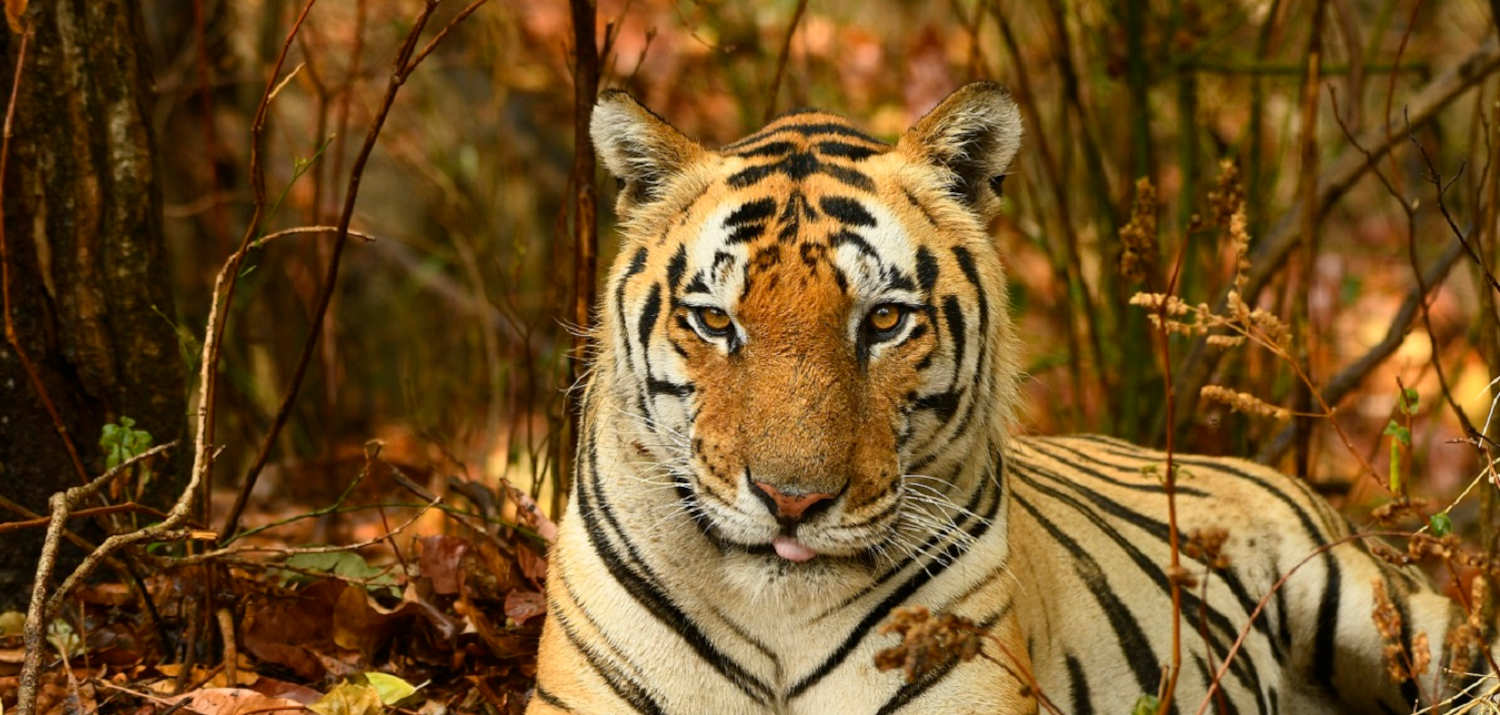 Explore the place you might not know: Ranthambore