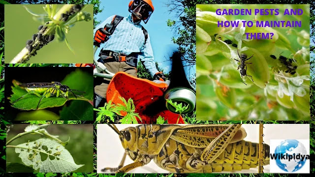 Garden Pests  and How to Maintain Them?