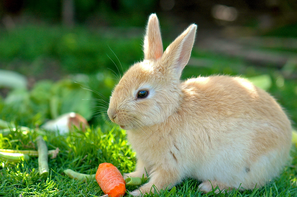 Can I Keep a Rabbit as an ESA? guide - 2022