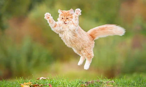 Tips and Tricks to Groom an ESA Cat - 2022