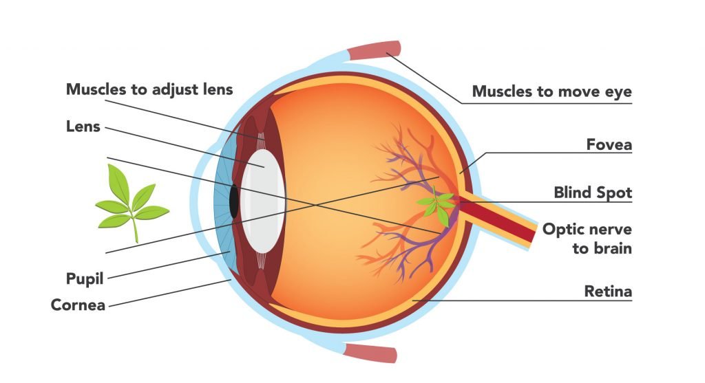 Several Views On Implantable Lens Operations That You May Not Have Considered