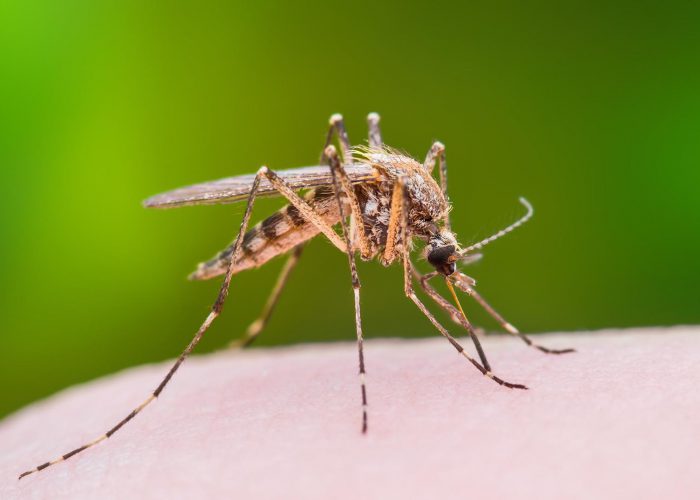 Top Pest Control Services in chennai