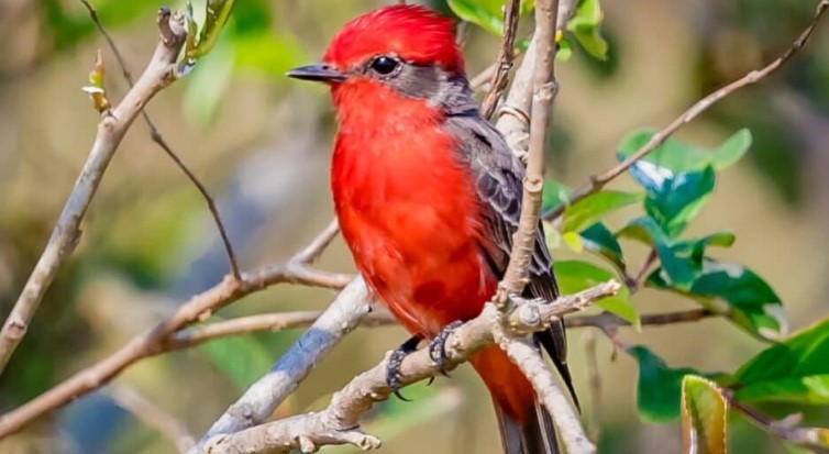 What bird looks like a cardinal but is smaller?