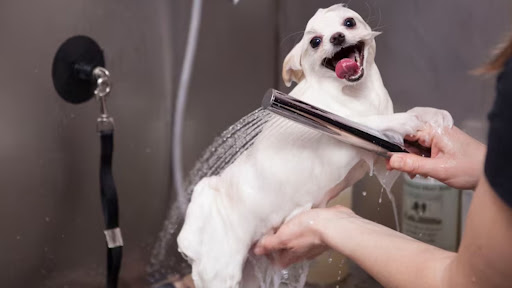 How To Keep Your Dog Calm During Grooming Sessions