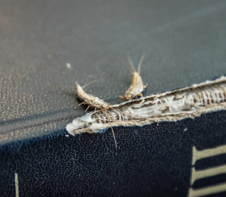 How to Use Bait Traps for Silverfish?